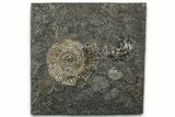 Dactylioceras Ammonite Fossil - Posidonia Shale, Germany #358355-1